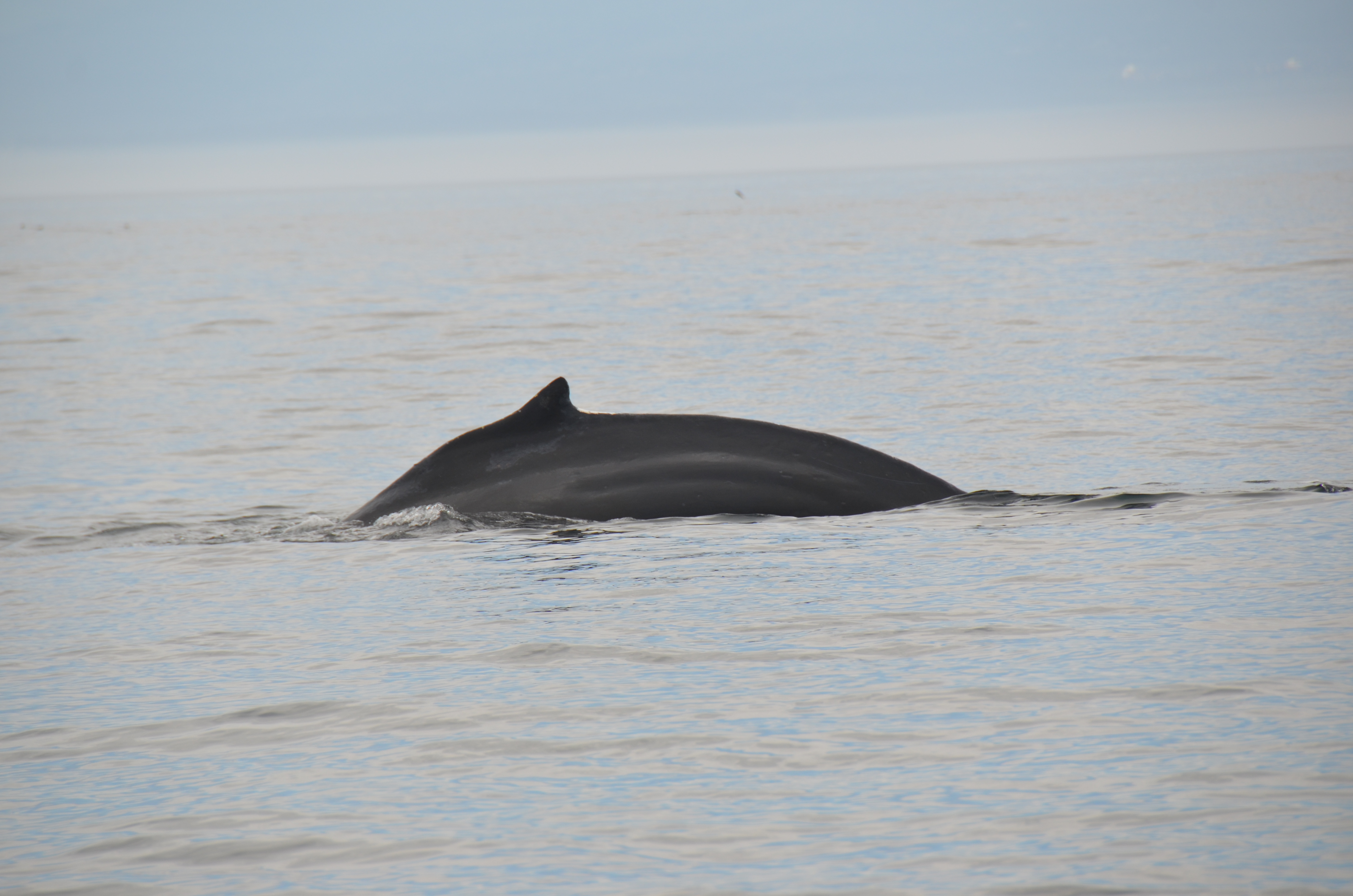 photos/wildlife/Mammal_Species/Humpback Whale/DSC_0016.JPG